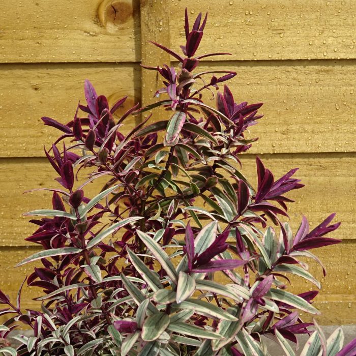 6842025b-5d82-40ba-a7e0-ae10c00e2145