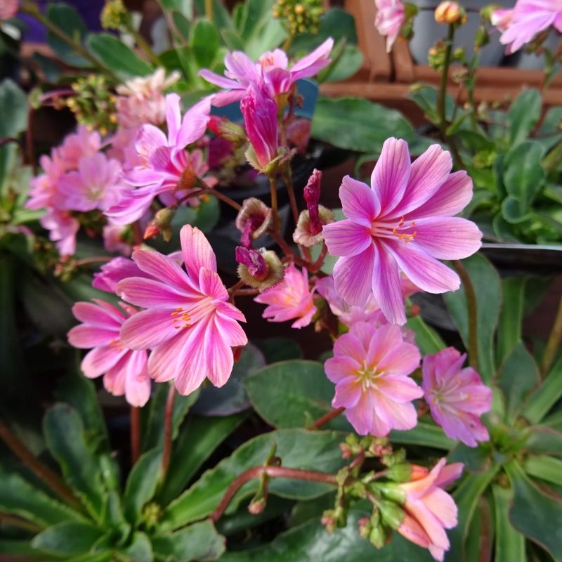 Lewisia 