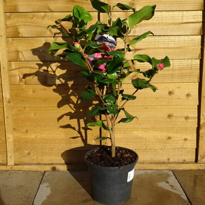 f83650cb29bfbaaa26699ea0539d03f3.jpg 184fd10d-334a-4b49-9816-fad69930ace7