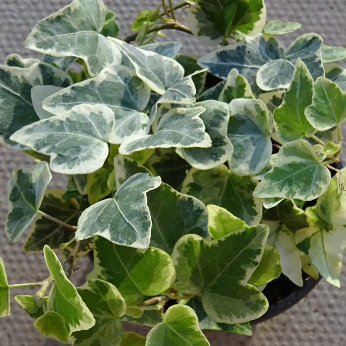 ecabdc1c-9538-4f53-945c-20b37e8d3bb3