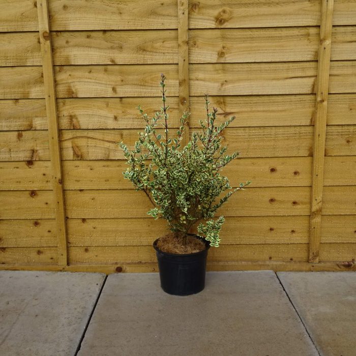 f95c52a930602fba67048ae61f371161.jpg 1b6f1608-5b46-423d-91ee-b902e7223f3e