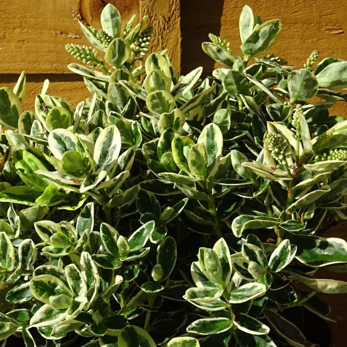 dfe79d0f-0ecd-49a5-9d6d-071f26275cc6