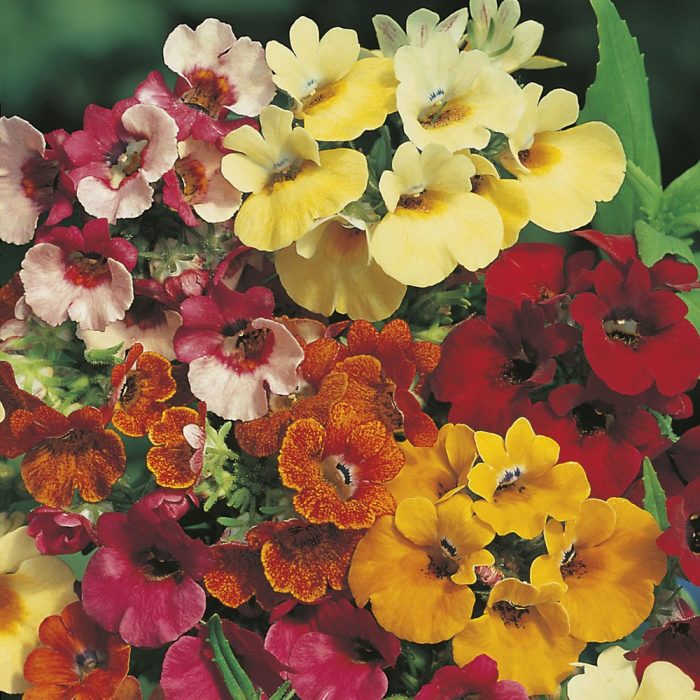 faa980eb3ebdae5857f32751c50377d9.jpg 8f65ed9c-e026-4207-8c40-1b37c6916ff2