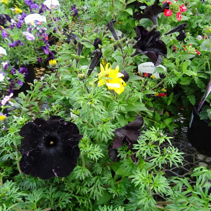 223ea3ca-9876-4c4f-b84e-d030ce825f16