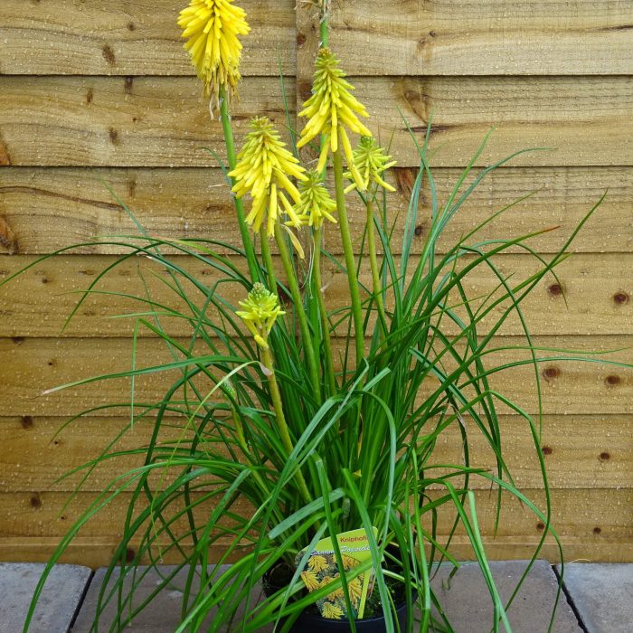 eaefca25-1797-4e29-a7ca-ce252f059e57