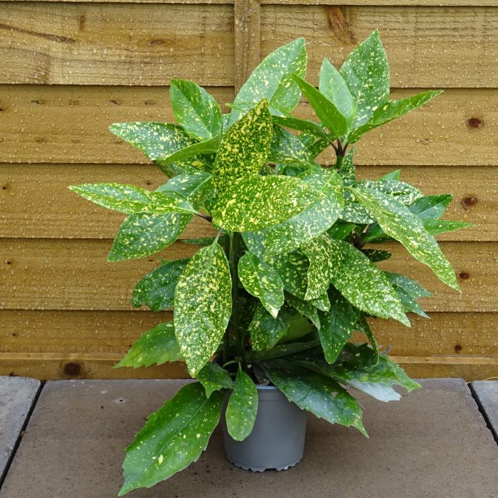 2e26b65e-b6b9-4b3d-b321-5b4ece287c0f