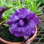 f686a47f-57ba-47c1-b3e7-e0d14d9401d5