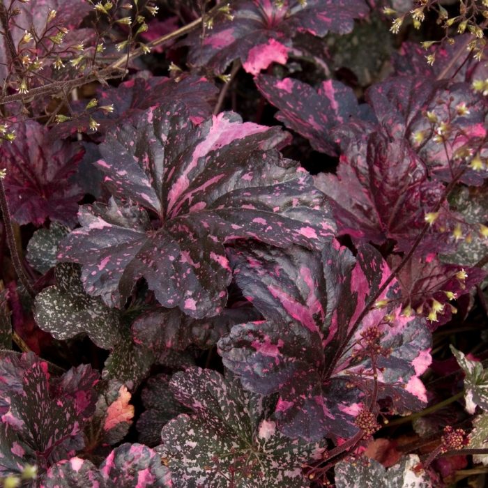 ff493a9222a7953cd48d7c899c63fc10.jpg 9adf1847-6500-49c2-82bd-33dbf540c3d5