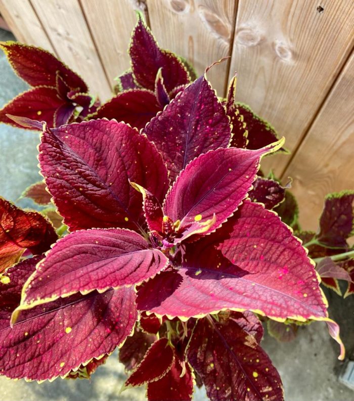 efa3825d-d0a9-4fc5-97d9-8b064b65fbb0