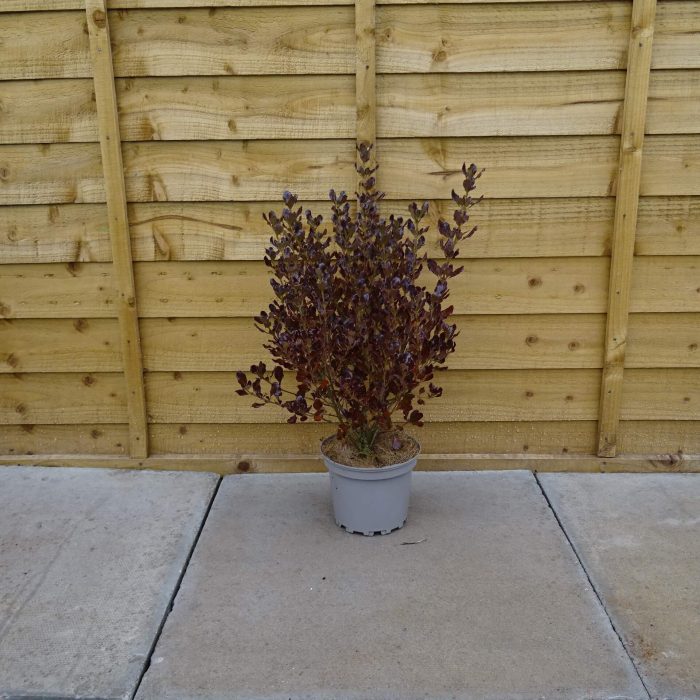 ffa694ca1903e08818424838af2c2072.jpg 32102490-c402-4324-a2ee-23938cf5f754