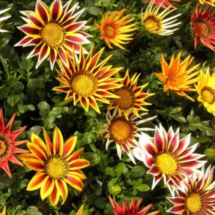 gazania-1210465_1280_1024x1024@2x.jpg dab058fb-d466-4d8d-b922-b2e2ee390ad1