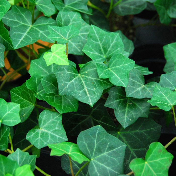 hedera_helix.jpg 2581ebcc-44d7-43a2-8f7b-401a7ad48524