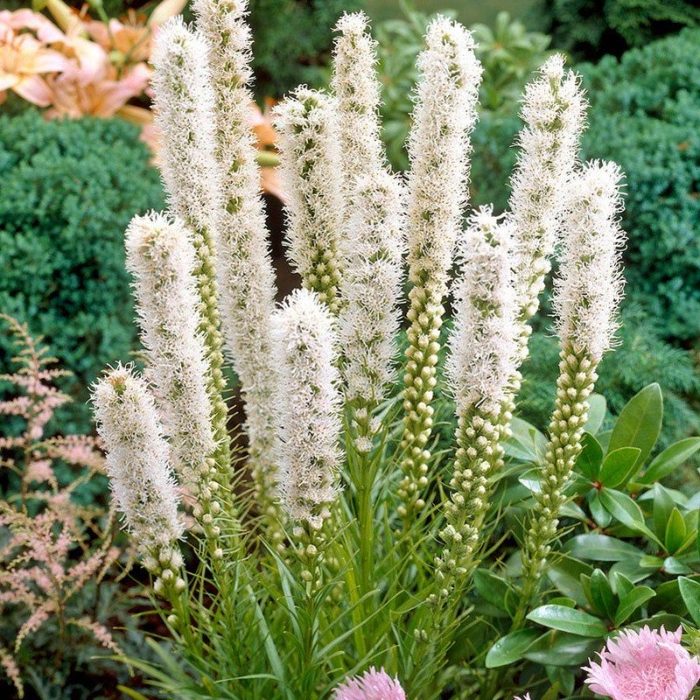liatris-spectable-white.jpg 477e5ba8-4cd3-4d33-bfba-2b7fa4924966