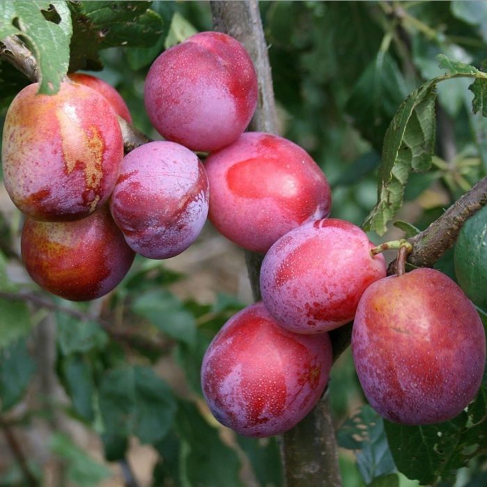plums.jpg 57c57ece-0b44-402e-919f-e09396bf3b93