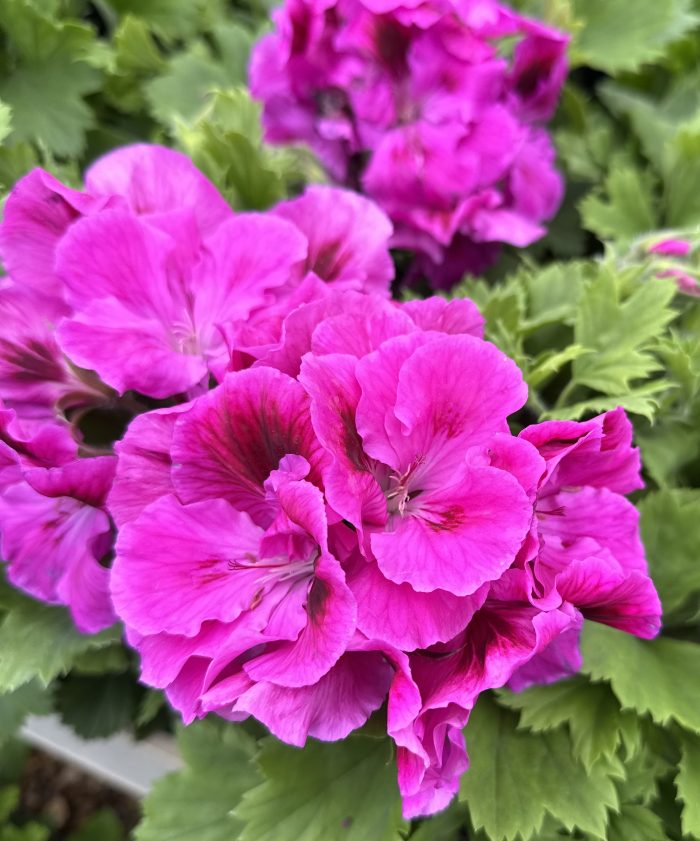 02439356-f05a-43b0-bd22-48f2dbc593af