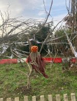 Pumpkin Patch PYO 2025 - Image 8