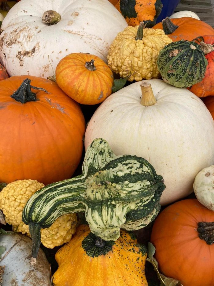 Pumpkin Patch PYO 2025 - Image 7