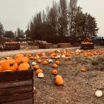 Pumpkin Patch PYO 2025