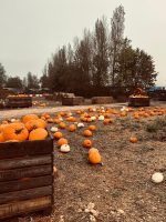 Pumpkin Patch PYO 2025