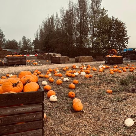 Pumpkin Patch PYO 2025