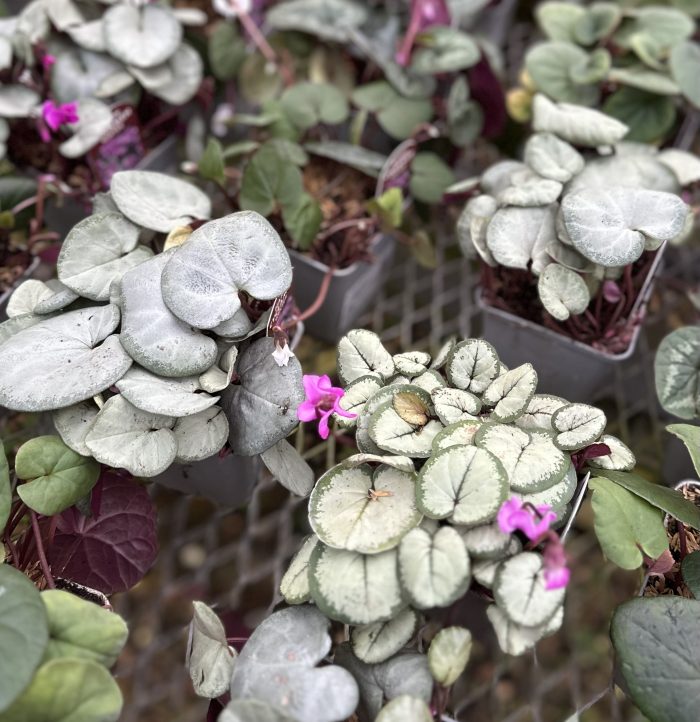 72305a10-d6f3-404f-92d5-39aec85b4930