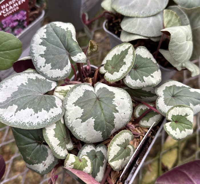 d9490d61-c6a7-44c6-b209-450e3433be87