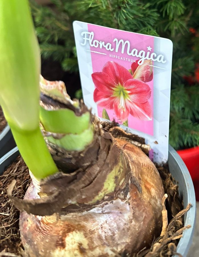 c25568ac-36fd-463e-aa5d-3fba445ea09a