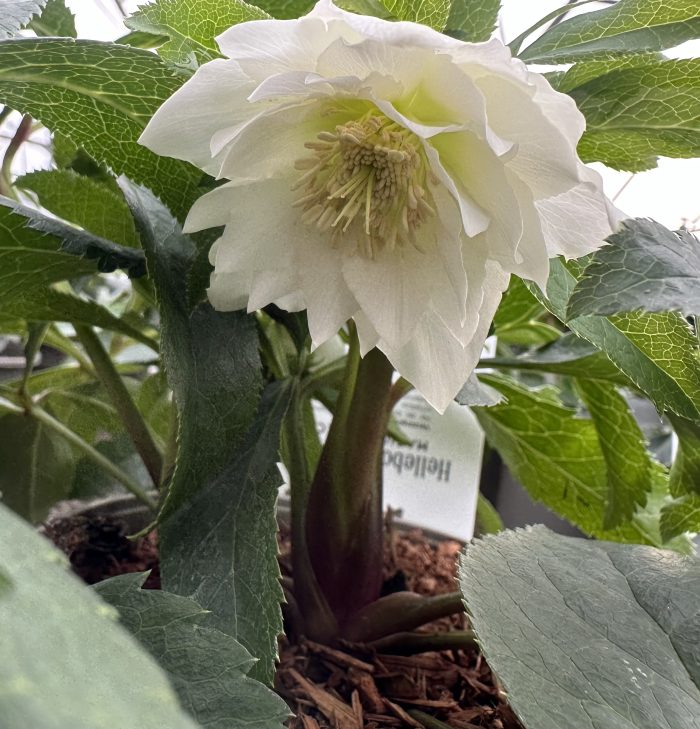 8aab14cdc07d32400e4dba54024a308d.jpeg 0da12dcd-9fe8-4c03-813b-77699eaf33e6