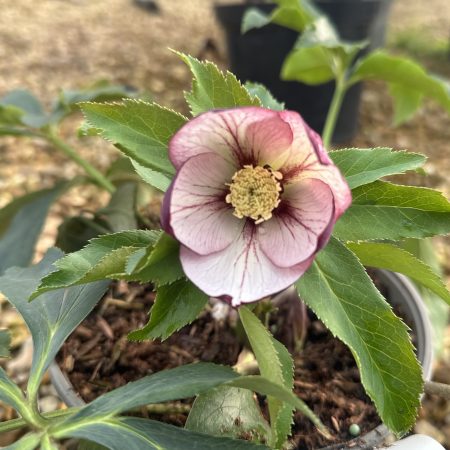 4339a5ea-38cb-4e38-bf56-a11e0db9f26a